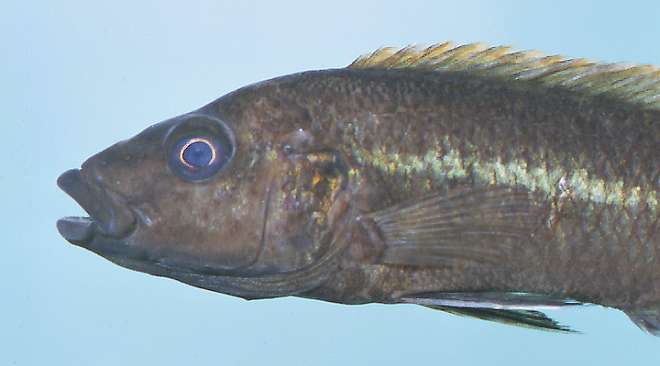 Melanochromis melanopterus, photo copyright &copy; 2001 by M. K. Oliver