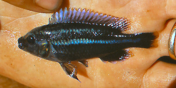 Melanochromis vermivorus, photo copyright &copy; 2001 by M. K. Oliver