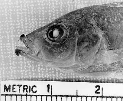 Abactochromis labrosus, head of holotype; photo &copy; by M. K. Oliver