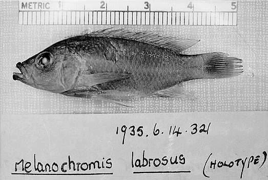 Abactochromis labrosus, holotype; photo &copy; by M. K. Oliver