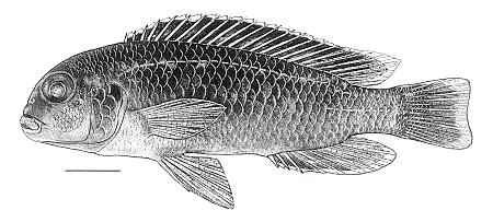 Melanochromis elastodema, holotype; photo from Bowers & Stauffer (1997)
