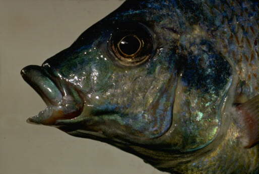 Platygnathochromis melanonotus, photo copyright &copy; by M. K. Oliver