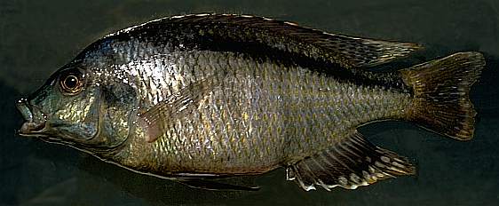 Platygnathochromis melanonotus, photo copyright &copy; by M. K. Oliver