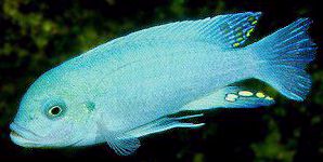 Maylandia estherae,
blue male photographed by Ad Konings