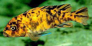 Maylandia estherae,
deep orange female photographed by Ad Konings