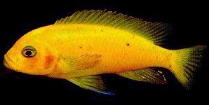 Maylandia estherae,
yellow female photographed by Ad Konings