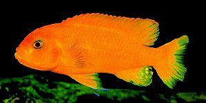 Maylandia estherae,
OB female photographed by Ad Konings