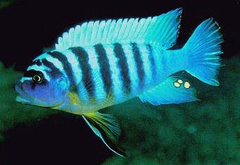 Maylandia fainzilberi, BB male; photo by Ad Konings