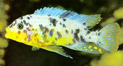 Maylandia fainzilberi,
OB ('marmalade cat') male; photo by Ad Konings