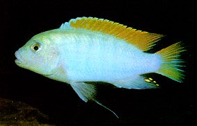 Maylandia greshakei,
photo by Ad Konings