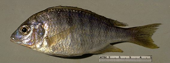 Lethrinops micrentodon, photo copyright &copy; by M. K. Oliver