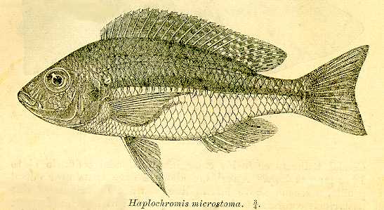 Protomelas pleurotaenia, drawing from Regan (1922)