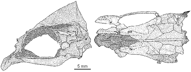 Skull of
Placidochromis milomo from Lake Malawi