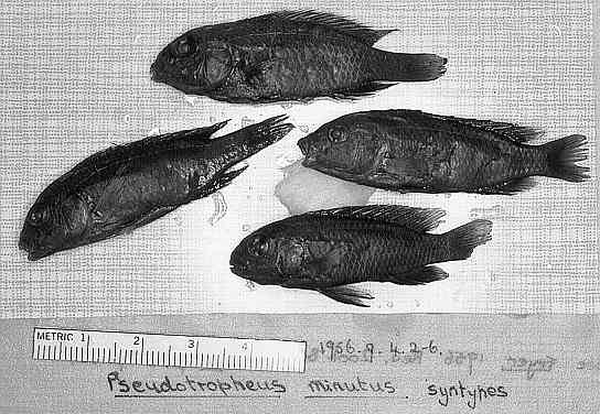 Chindongo minutus, 4 paratypes. Photo &copy; by M. K. Oliver