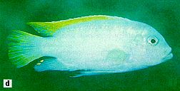 Maylandia mbenjii, 'normal' male, photo from Ribbink et al. (1983)