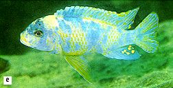 Maylandia mbenjii, OB male, photo from
                  Ribbink et al. (1983)