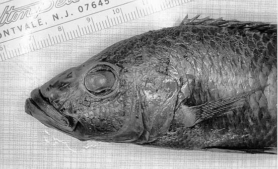 Stigmatochromis modestus, head of holotype, photo copyright &copy; by M. K. Oliver