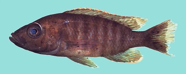 Stigmatochromis modestus, photo copyright &copy; by M. K. Oliver