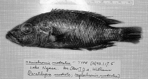 Stigmatochromis modestus, holotype, photo copyright &copy; by M. K. Oliver