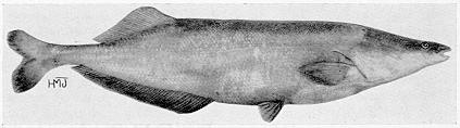 Mormyrops anguilloides, a mormyrid
found in Lake Malawi; illustration from Jubb (1967), used by permission
of A. A. Balkema Publishers