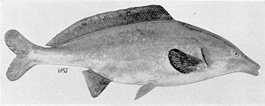 Mormyrus longirostris, a mormyrid
found in Lake Malawi; illustration from Jubb (1967), used by permission
of A. A. Balkema Publishers