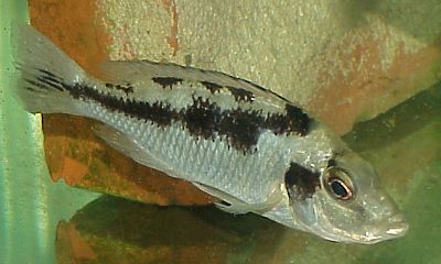 Female Mylochromis labidodon, photo &copy; by Carsten K. Larsen used by permission