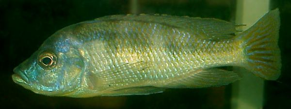 Mylochromis labidodon male, photo
copyright &copy; by Carsten K. Larsen used by permission