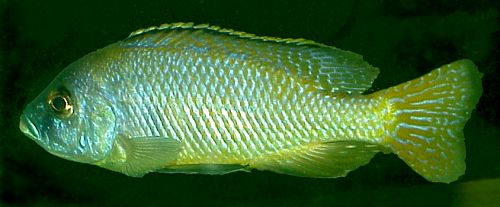 Male Mylochromis labidodon, photo &copy; by Carsten K. Larsen used by permission