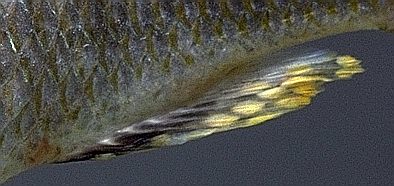 Anal fin of male Naevochromis chrysogaster, photo
copyright &copy; by M. K. Oliver