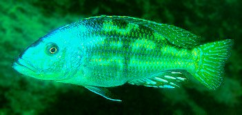 Nimbochromis
fuscotaeniatus, photo copyright &copy; by Ad Konings
