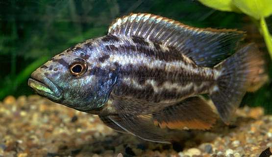 Nimbochromis sp. near N. pardalis, photo copyright &copy;
by M. K. Oliver