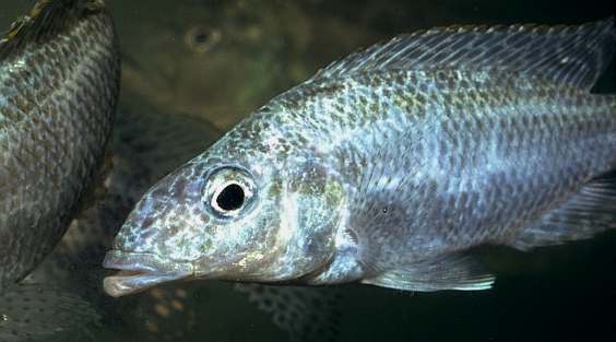 Nimbochromis linni, photo copyright &copy; by M. K.
Oliver