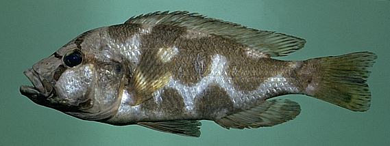 Nimbochromis livingstonii, photo copyright &copy; by M. K.
Oliver