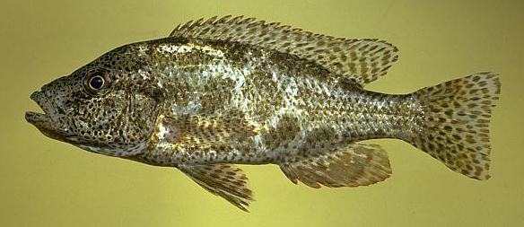 Nimbochromis polystigma, photo copyright &copy; by M. K.
Oliver