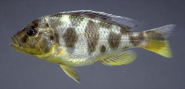 Nimbochromis venustus, photo copyright &copy; by M. K. Oliver