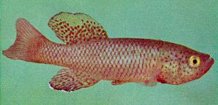 Nothobranchius orthonotus, a killifish sometimes
found in or adjacent to Lake Malawi; color photo by N. G. Rose from
Jubb (1967), used by permission
of A. A. Balkema Publishers