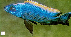 Otopharynx lithobates, photo from Ribbink et al. (1983)