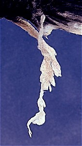 Genital tassel of male Oreochromis squamipinnis, photo &copy; by Denis Tweddle