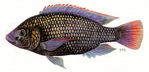 Oreochromis shiranus, a cichlid
found in Lake Malawi; illustration from Skelton (1993), used by permission
of P.H. Skelton
