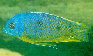 An Otopharynx species resembling
both O. auromarginatus and O. heterodon, photo copyright &copy; African Trading AB