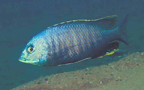 Otopharynx auromarginatus, photo copyright by Ad Konings,
used by permission