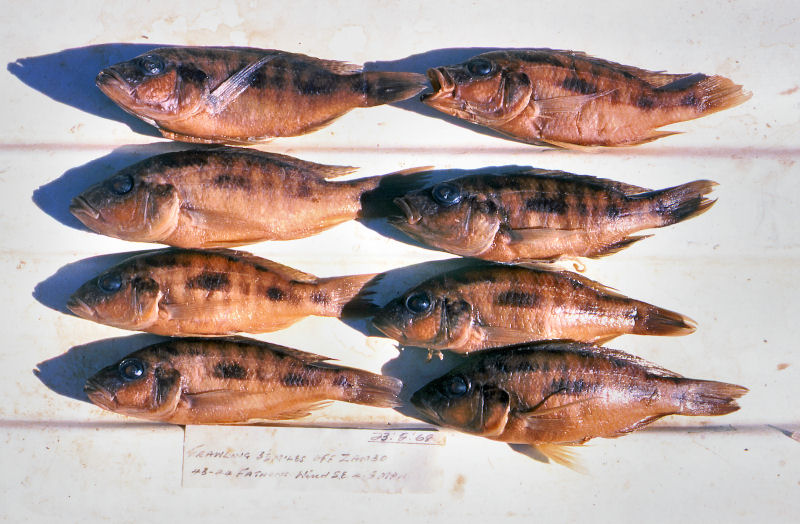 A paratype of Otopharynx brooksi, immediately after collection. Photo &copy; by M. K. Oliver