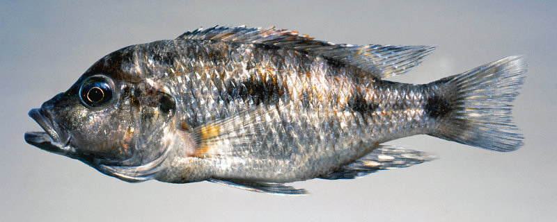 A paratype of Otopharynx brooksi, alive, in a photographic aquarium. Photo &copy; by M. K. Oliver