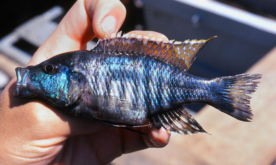 A paratype of Otopharynx brooksi, immediately after collection. Photo &copy; by M. K. Oliver