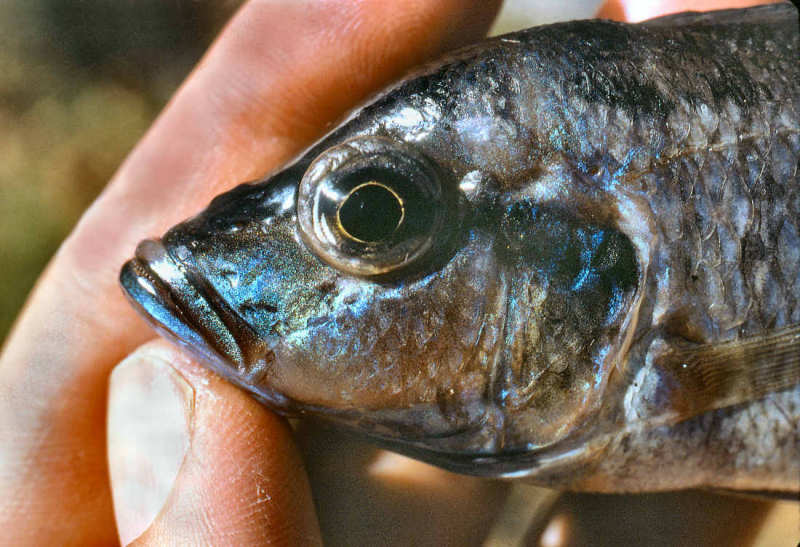 A paratype of Otopharynx brooksi, immediately after collection. Photo &copy; by M. K. Oliver