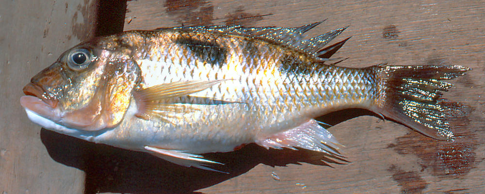 Otopharynx speciosus, female, photo copyright &copy; by M. K. Oliver