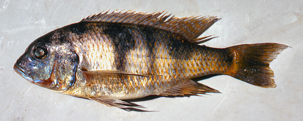 Otopharynx speciosus, male, photo copyright &copy; by M. K. Oliver