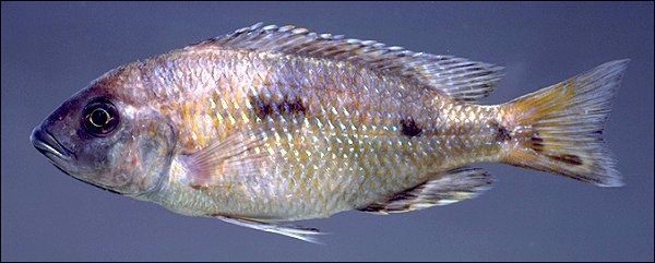 Otopharynx ovatus, photo copyright &copy; 2000 by M. K. Oliver