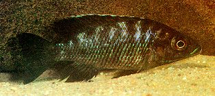 Holotype of Otopharynx walteri, photo by Ad Konings