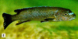 Pseudotropheus ater, photo from Ribbink et al. (1983)